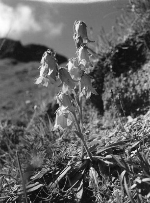 Bärtige Glockenblume : ärtige Glockenblume im Laufbachereck in den Allgäuer Alpen