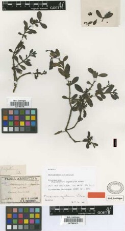 Phoradendron argentinum Urb. [syntype]