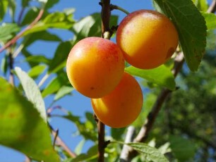 Mirabelle von Nancy unten im Apfelgarten