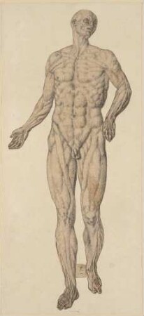 Anatomische Studie eines männlichen Aktes von vorn
