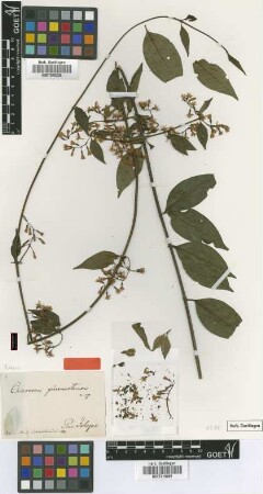 Chiococca phaenostemon Schltdl. [isotype]