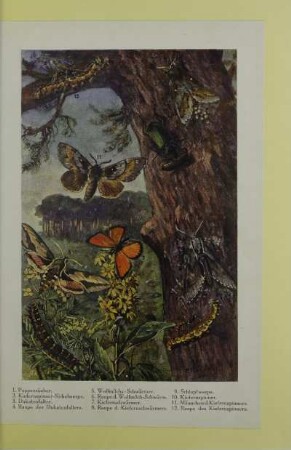 [Insekten]