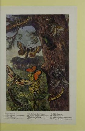 [Insekten]