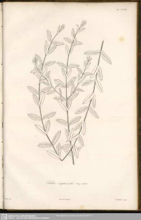 Salis amplexicaulis, Bory et Chaub