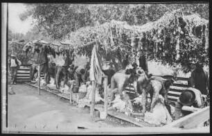 Camulos. Sheep Shearing at. Camulos, the old home of Ramona (Schafschur bei Camulos, der alten Heimat von Ramona)
