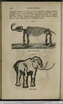Fig. 96. Riesenelephant