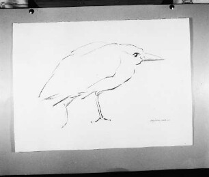 Vogel (Rabe ?) : Vogel (Rabe ?). Kohlezeichnung (1963; E. Richter). Eigentum der Künstlerin