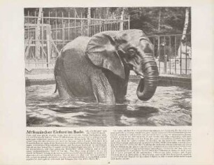Afrikanischer Elefant im Bade