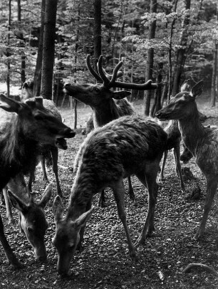 Damwild im Gehege : Lüneburger Heide. Wildpark bei Garlstorf. Damwild an der Futterstelle