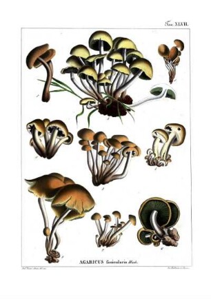 Tav. XLVII. Agaricus fasicularis Huds.
