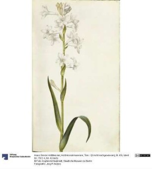 Horti Anckelmanniani, Tom. I [II nicht nachgewiesen], Bl. 43r