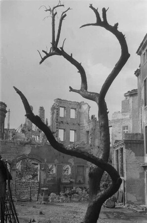 Dresden. Verkohlter Baum gegen Ruinen