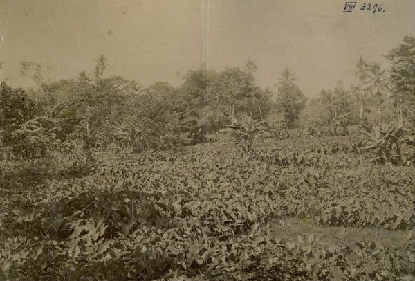 "Plantation de taro. Palau-I."