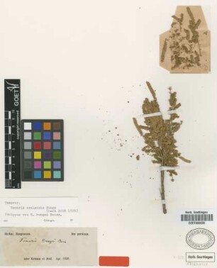 Tamarix bungei Boiss. [isotype]