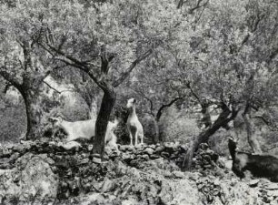 Ziegenherde auf Samos