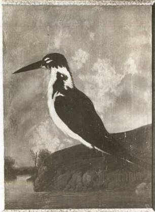 GUARIRAMA Seeschwalbe, Möwe
