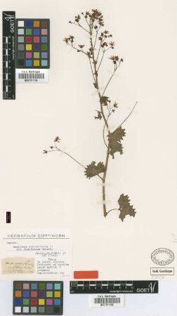 Saxifraga rotundifolia L. var. glandulosa Griseb.[holotype]