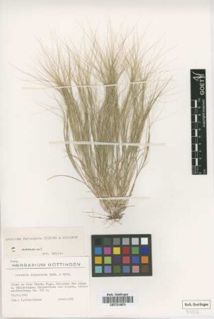 Aristida funiculata Trin. & Rupr.