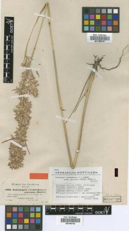 Andropogon proximus Hochst. ex A.Rich. [Isosyntype]