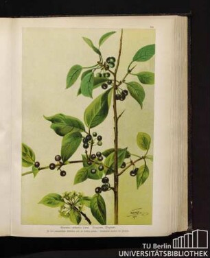 Rhamnus cathartica Linné. Kreuzdorn, Wegdorn.