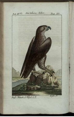 Der kleine Adler.