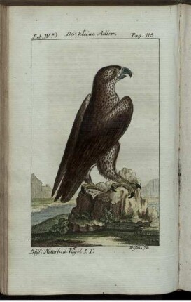 Der kleine Adler.