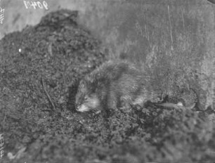 Bisamratte : Bisamratte (Ondatra zibethicus Linnaeus).