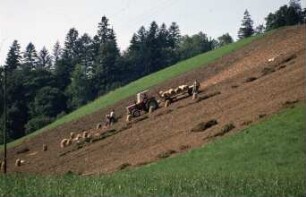 Kartoffelernte im Bergbaugebiet