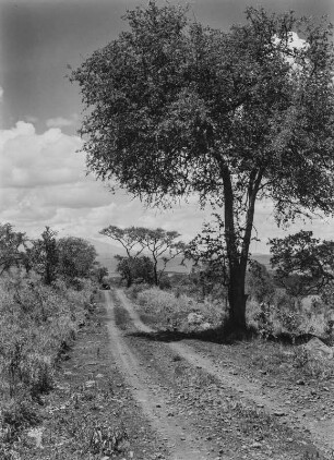 Savanne : Unbefestigte Straße in der Savanne Tansanias unterwegs. Im Hintergrund eine Flanke des Mount Meru