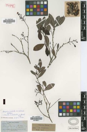 Gomphia revoluta C.Wright ex Griseb. [holotype]