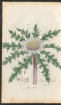 156. Carlina acaulis