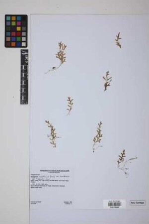 Selaginella moritziana Spring