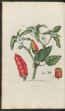 49. Capsicum annuum