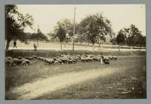 Sachsen. Schäfer und Schafherde grasen am Straßenrand