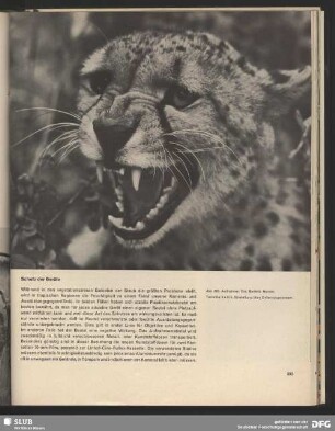 Wildkatze