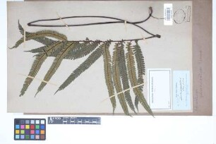 Adiantum pulverulentum