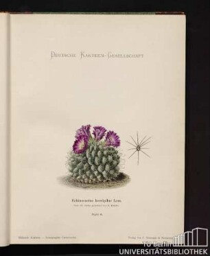 Echinocactus horripilus Lern.