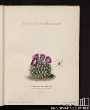 Echinocactus horripilus Lern.