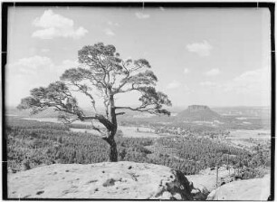 Blick vom Papststein nach Gohrisch mit Kiefer