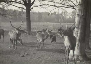 Wildgehege Moritzburg. Wildfütterung. Rothirsche und Wildschweine