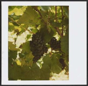 Weinrebe aus Südtirol