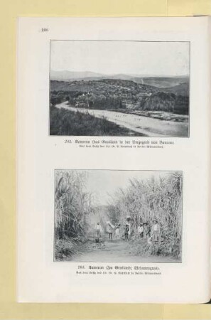 203. Kamerun (Im Grasland; Elefantengras)