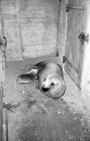 Nachwuchs bei den Seelöwen im Karlsruher Zoo.