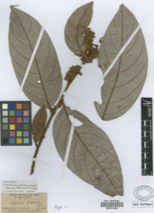 Cryptocarya griffithiana Wight