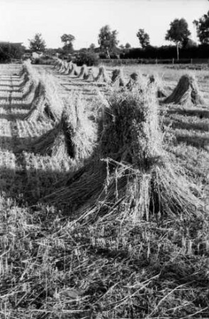 Feld mit Getreidehocken: hinten Baumreihe und Knick