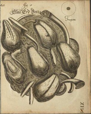 Illustration 19: fig. V.