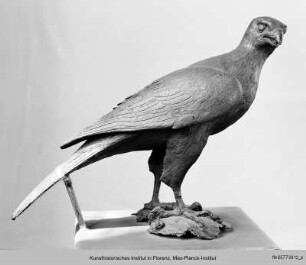 Falke