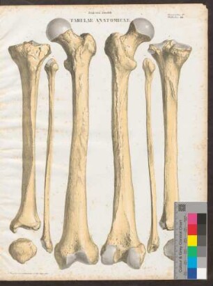 Os femoris sinistrum/ Tibia sinistra/ Fibula sinistra (Maßstab und Farbkeil)