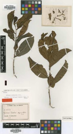 Xylopia zenkeri Engl. & Diels [isotype]