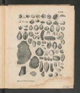 Tab. XVIII.Roemers Versteinerungen.